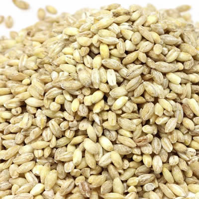 barley grains barley grains